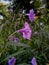 Ruellia angustifolia in the morning 1