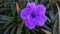 Ruellia angustifolia purple flower