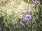 Ruellia brittoniana, Purple Showers, Mexican Petunia or Ruellia Note: 3 ft evergreen shrub. A flower only last 1 day. Grows best i