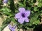 Ruellia flower