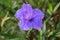 Ruellia flower