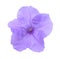 Ruellia flower