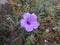 Ruellia flower in blooming