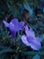 Ruellia flower kencana ungu