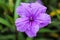 A Ruellia flower known as Kencana Ungu which is taken in the morning in a yard