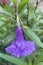 Ruellia flowers in nature