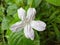 Ruellia prostrata flower