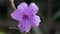 Ruellia purple flower with water drops at home