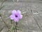 Ruellia Simplex Flower