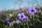 Ruellia Simplex Flower Blooming in the Garden