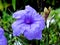 Ruellia Simplex Flower, Blooming Monsoon