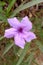 Ruellia simplex flower closeup image