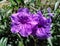 Ruellia simplex, Mexican petunia or bluebell. Beautiful purple flowers.
