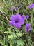 Ruellia simplex or Mexican petunia or Mexican bluebell or Britton`s wild petunia flower.