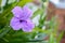 Ruellia simplex, the Mexican petunia, Mexican bluebell or Britton`s wild petunia, flowering plant. Floral wallpaper. Selective fo