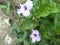 Ruellia simplex purple color in the garden