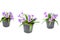 Ruellia simplex in separate pots on a white background. Clipping path