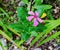 Ruellia simplexPlantcolor blue flower