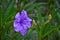 Ruellia squarrosa