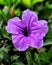 Ruellia tuberosa, also known as minnieroot, fever root, snapdragon is a species of flowering plant in the family Acanthaceae.