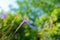 Ruellia tuberosa flower