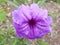 Ruellia tuberosa or Kencana Ungu is blooming