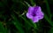 Ruellia tuberosa L., Ruellia flower in garden