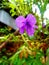 Ruellia tuberosa, minnieroot, fever root, snapdragon root, sheep potato, Acanthaceae, purple or violet flower