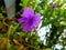Ruellia tuberosa, minnieroot, fever root, snapdragon root, sheep potato, Acanthaceae, purple or violet flower with green leaves