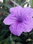 Ruellia Tuberosal is a purple flower that is easy to find in roadside gardens.