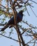 Rueppell\'s Long-tailed Starling