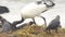 Rufescent Tiger Heron,African Sacred Ibis,Western Reef Heron, and Crow They Group-up Together on The Beach