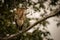 Rufescent tiger heron perched on diagonal branch