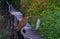 Rufescent Tiger Heron perched on a wooden handrail