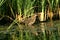 Rufescent Tiger-heron,Tigrisoma lineatum
