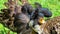 Ruff bird Calidris pugnax