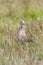 Ruff Bird on Grassland Philomachus pugnax Ruff Wader Bird