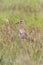 Ruff Bird on Grassland Philomachus pugnax Ruff Wader Bird