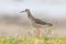 Ruff Bird Philomachus pugnax Ruff Wader Bird