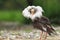 Ruff in breeding plumage