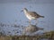 Ruff, Calidris pugnax