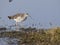 Ruff, Calidris pugnax