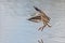 Ruff - Calidris pugnax, in flight.