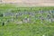 Ruff Calidris pugnax flying over wetland