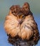 Ruff - Calidris pugnax - male bird at a wetland