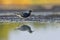 Ruff (Calidris pugnax) male feeding in the wetlands