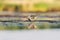 Ruff (Calidris pugnax) male feeding in the wetlands
