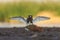 Ruff (Calidris pugnax) male landing in the wetlands