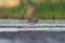 Ruff (Calidris pugnax) male resting in the wetlands