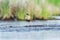 Ruff (Calidris pugnax) male in the wetlands